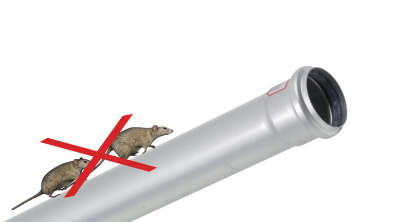 2Rats_pipe